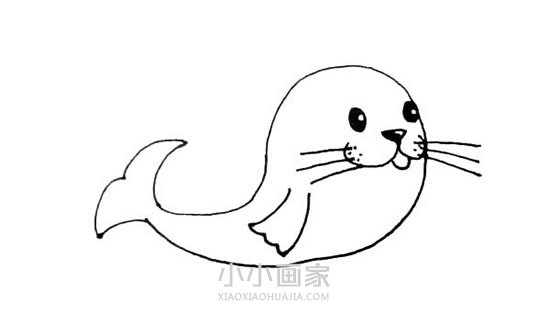 可爱海豹简笔画画法图片步骤步骤6