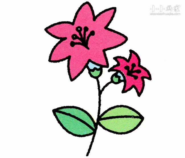 美丽百合花简笔画画法图片步骤步骤1