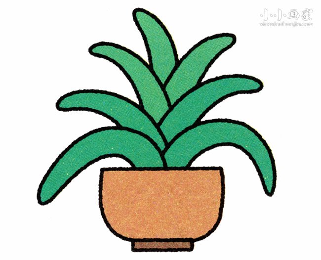 未开花君子兰的简笔画画法图片步骤步骤1