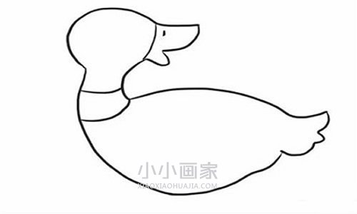回头望的鸭子简笔画画法图片步骤步骤4