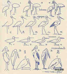 会捉鱼的鸟类简笔画画法图片步骤步骤1