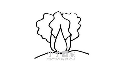 卡通大白菜简笔画画法图片步骤步骤5