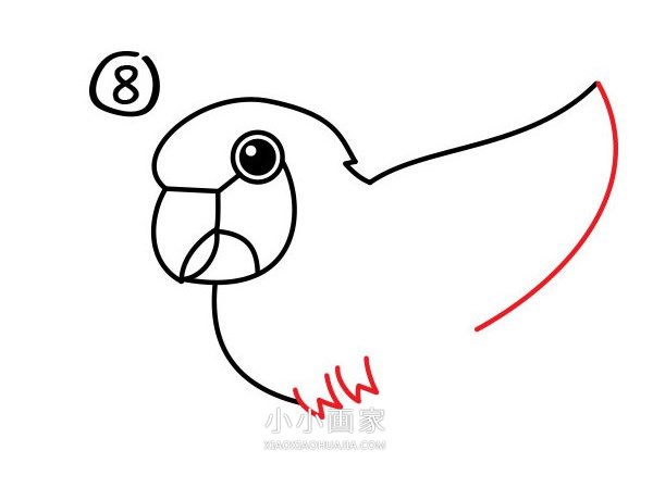 飞起的鹦鹉简笔画画法图片步骤步骤9