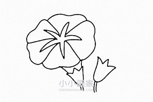 彩色牵牛花简笔画画法图片步骤步骤4