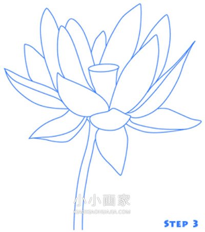 美丽莲花简笔画画法图片步骤步骤3