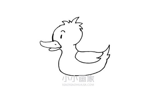 水中的黄色鸭子简笔画画法图片步骤步骤6
