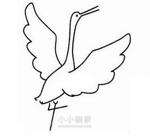 简单丹顶鹤简笔画画法图片步骤步骤4