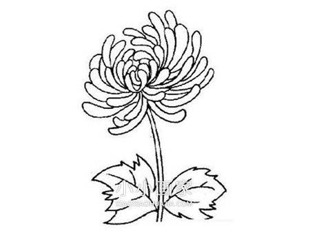 重阳节菊花简笔画画法图片步骤步骤2