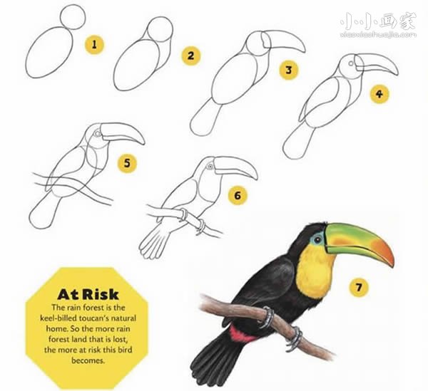 绘本故事彩色巨嘴鸟简笔画画法图片步骤