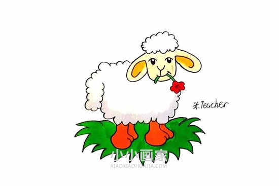 绘本故事叼花的小绵羊简笔画画法图片步骤