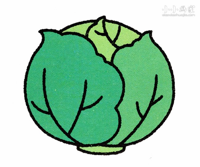 卷心菜简笔画画法图片步骤步骤1