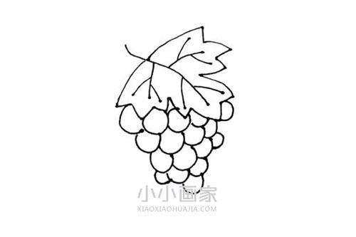 一串葡萄简笔画画法图片步骤步骤6