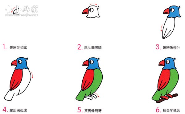 站在枝头的鹦鹉简笔画画法图片步骤步骤2