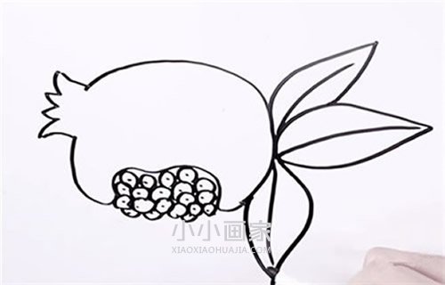树上的石榴简笔画画法图片步骤步骤5