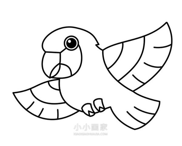 飞起的鹦鹉简笔画画法图片步骤步骤1