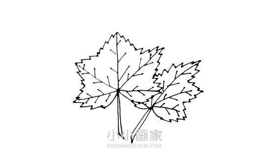 两片枫叶简笔画画法图片步骤步骤8