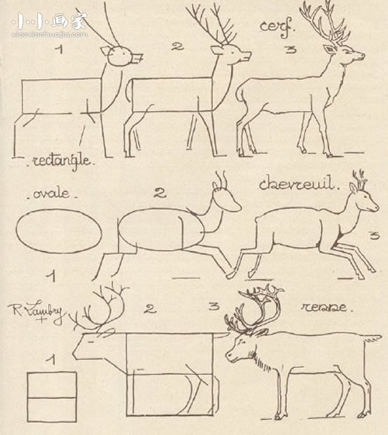 绘本故事三种长角的雄鹿简笔画画法图片步骤
