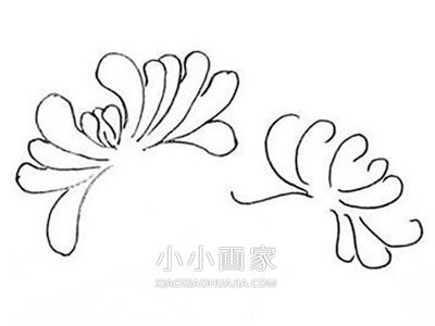 黑白菊花简笔画画法图片步骤步骤4