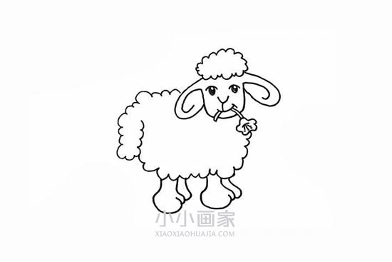 叼花的小绵羊简笔画画法图片步骤步骤6