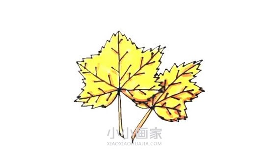 两片枫叶简笔画画法图片步骤步骤1