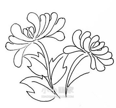 黑白菊花简笔画画法图片步骤步骤8