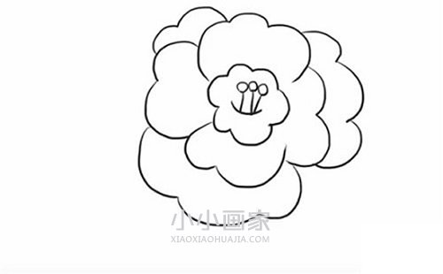 简单山茶花简笔画画法图片步骤步骤6