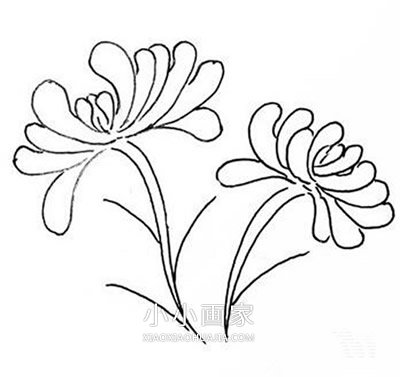 黑白菊花简笔画画法图片步骤步骤7