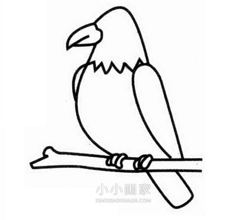 树枝上的老鹰简笔画画法图片步骤步骤3