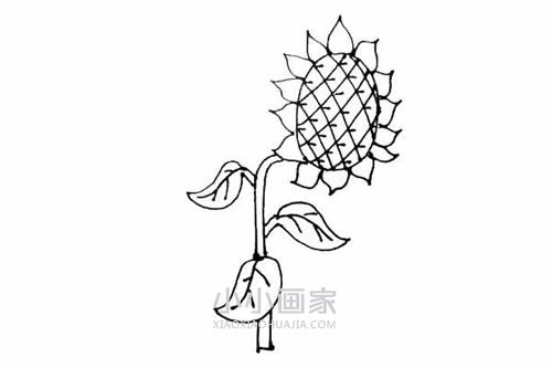 两棵向日葵简笔画画法图片步骤步骤8