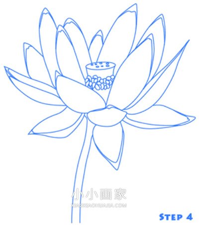 美丽莲花简笔画画法图片步骤