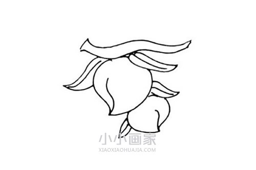 树上的桃子简笔画画法图片步骤步骤4