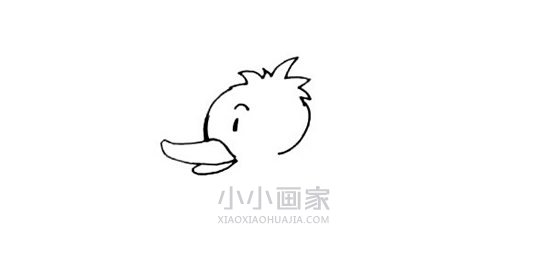 水中的黄色鸭子简笔画画法图片步骤步骤4