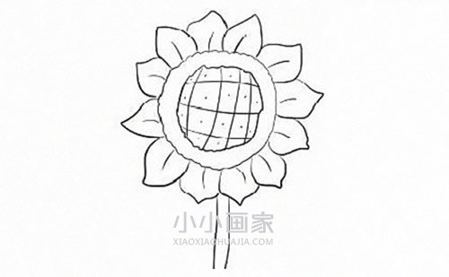 简单向日葵简笔画画法图片步骤步骤6