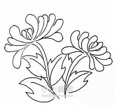 绘本故事黑白菊花简笔画画法图片步骤