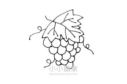 一串葡萄简笔画画法图片步骤步骤7