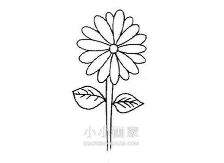 重阳节菊花简笔画画法图片步骤步骤1