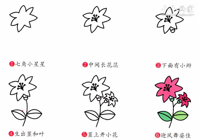 美丽百合花简笔画画法图片步骤