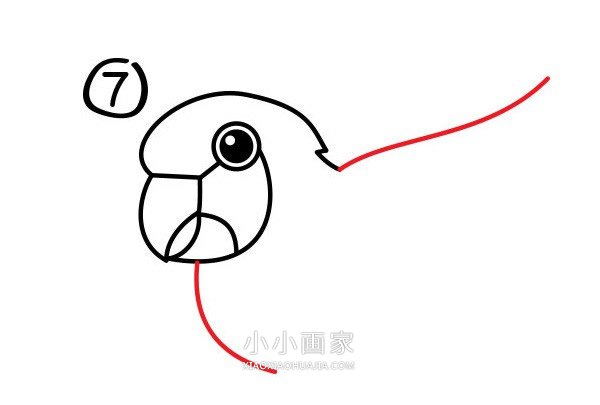 飞起的鹦鹉简笔画画法图片步骤步骤8