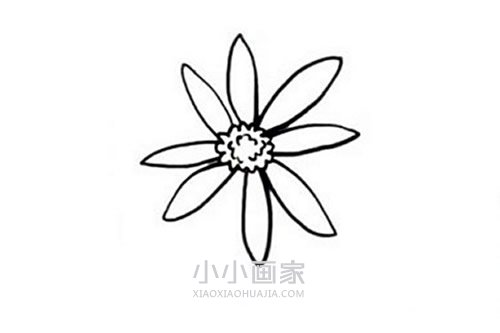 清明节菊花简笔画画法图片步骤步骤4