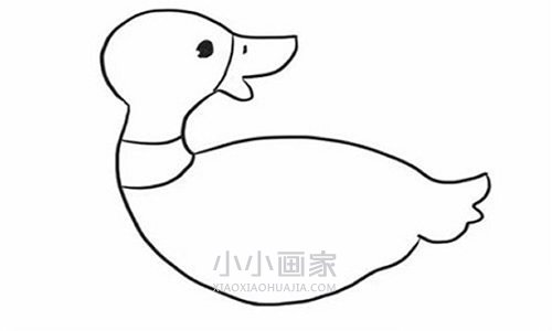 回头望的鸭子简笔画画法图片步骤步骤5