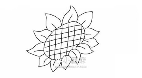 彩色向日葵简笔画画法图片步骤步骤5