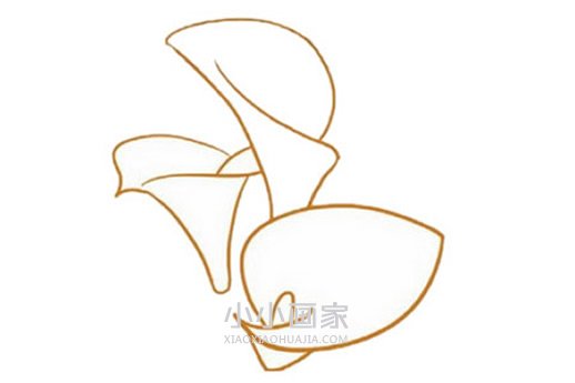 彩色马蹄莲简笔画画法图片步骤步骤4