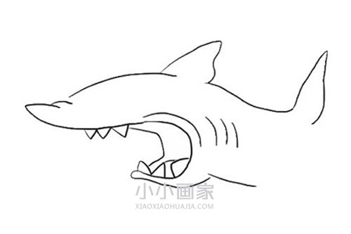 可怕的鲨鱼简笔画画法图片步骤步骤5