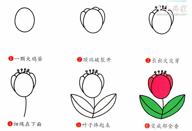 彩色郁金香花简笔画画法图片步骤