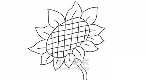 彩色向日葵简笔画画法图片步骤步骤6