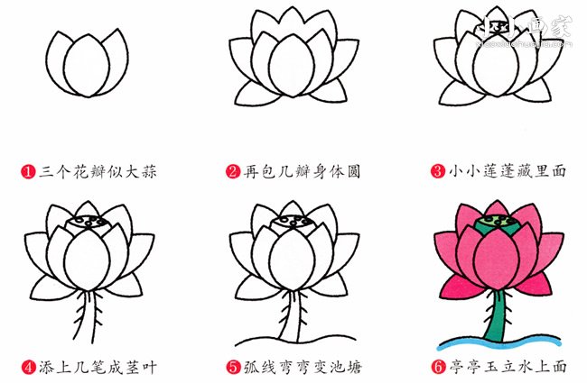 绘本故事彩色荷花简笔画画法图片步骤