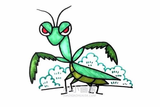 绘本故事霸气螳螂简笔画画法图片步骤