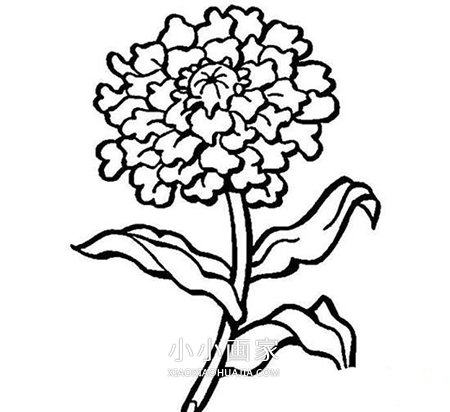 重阳节菊花简笔画画法图片步骤步骤4