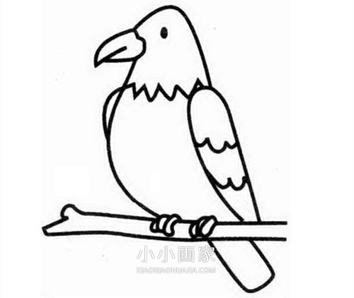树枝上的老鹰简笔画画法图片步骤步骤1