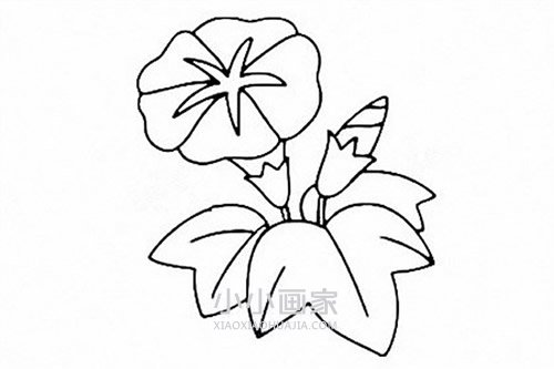 彩色牵牛花简笔画画法图片步骤步骤6